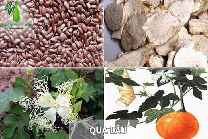 Vị thuốc qua lâu nhân trong bài thuốc trị viêm tuyến vú.